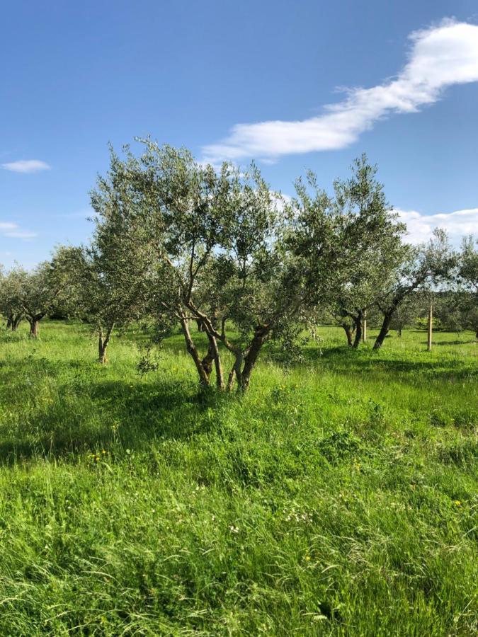 Olive Tree Apartments Umag Luaran gambar